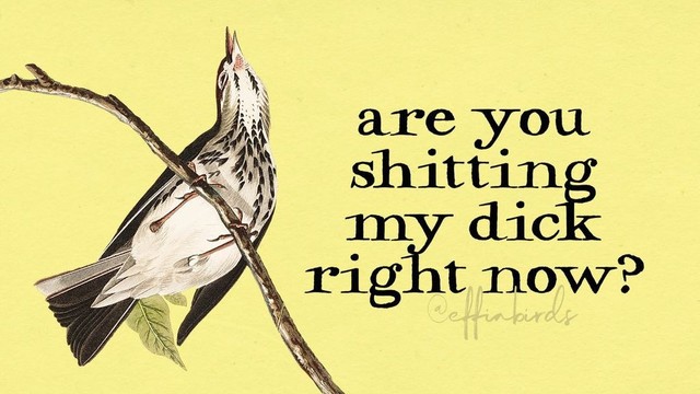A painting of a bird beside the text "are you shitting my dick right now?"