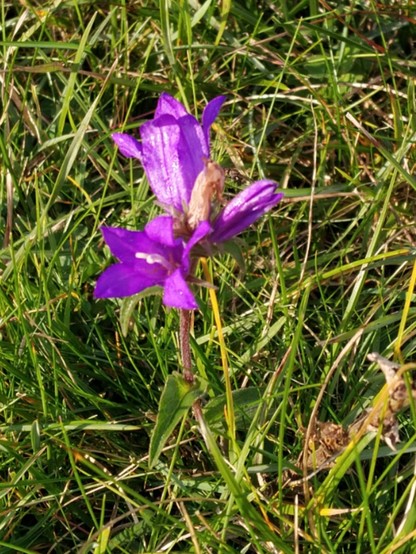 Cluster of three mauve-purple flowers on a single stem amidst grass