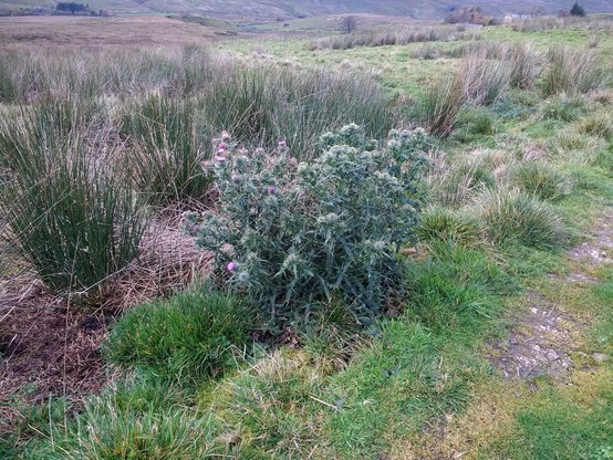 A multi-headed thistle which fills about 1 cubic metre, by the side of a track. Moorland is in the background.