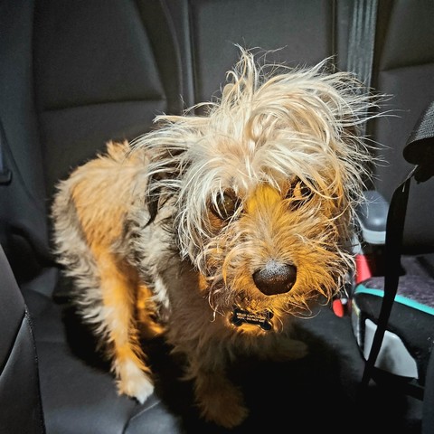 a very sad looking dog