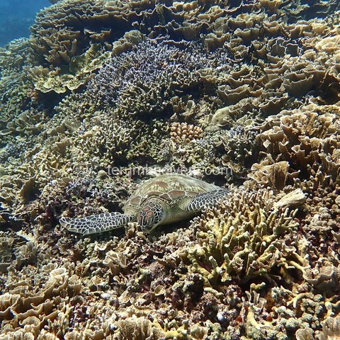 green turtle