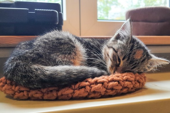 Katzenbaby Mia liegt auf einer Strickmütze auf einer warmen Heizung