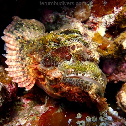 a scorpionfish