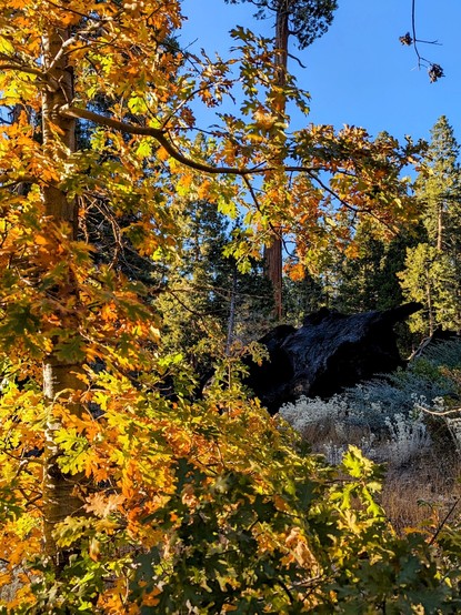 Some Fall colors in the giant forest. 
Sequoia National Forest. 
#sequoiatrees #sequoia #tree #trees #fallleaves #fall #autumn #autumnleaves #nature