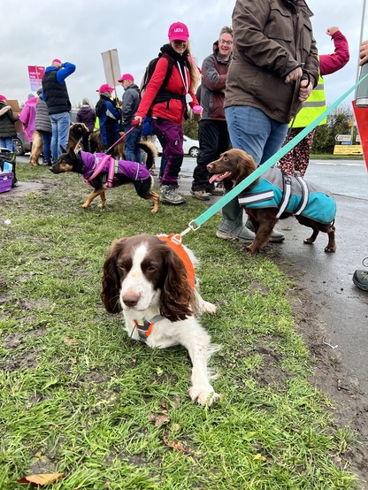 Shot of picket line on grass verge with lots of dogs visible including a brown and white spaniel pulling towards the camera and other dogs all looking in the same direction. Members smiling in UCU caps all around.
