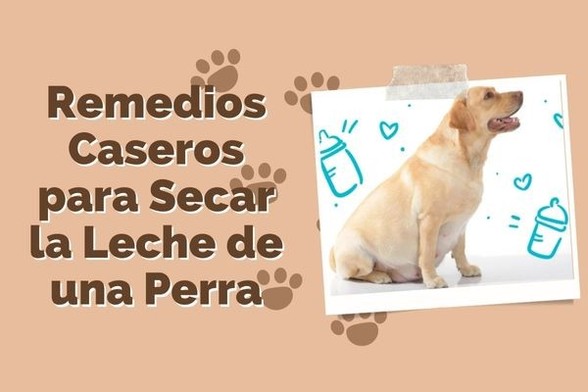 Perri.top