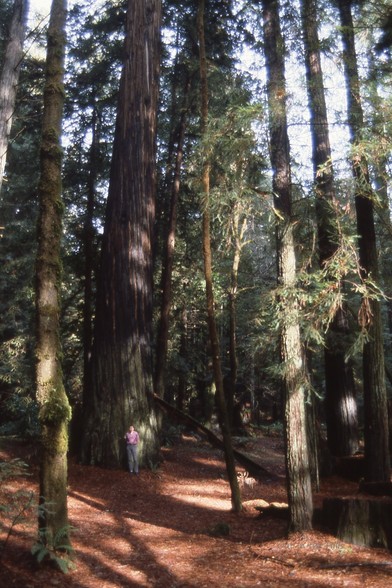 A man stood against a tree trunk in a grove of giant redwoods.