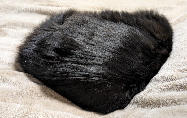 Black cat very much asleep on my bed, quite clearly not bothered by stuff like jobs or income (to buy cat food, I might add)