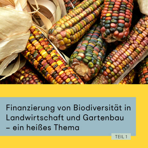 Die obere Bildhälfte zeigt bunte Maiskolben. Die untere Hälfte ist farbig gelb und hellblau gestaltet. Darauf steht "Finanzierung von Biodiversität in Landwirtschaft und Gartenbau - ein heißes Thema! Teil 1". 