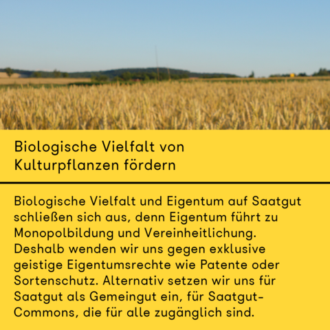 Am oberen Bildrand ist ein Weizenfeld zu sehen, bei sonnigem Wetter. In der Gerne ein paar grüne Hügel. 
Die unteren 2/3 von Bild zeigen Text auf gelbem Hintergrund. Dort steht: "Biologische Vielfalt von Kulturpfalnzen fördern! Biologische Vielfalt und Eigentum auf Saatgut schließen sich aus, denn Eigentum führt zu Monopolbildung und Vereinheitlichung. Deshalb wenden wir uns gegen exklusive geistige Eigentumsrechte wie Patente oder Sortenschutz. Alternativ setzen wir uns für Saatgut als Gemeingut ein, für Saatgut-Commons, die für alle zugänglich sind." 