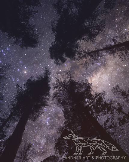 Picture of the milkyway through pine trees

The image has an overall purple hue to it