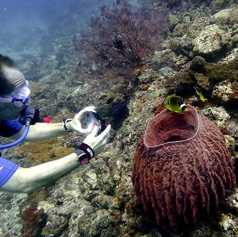 diver take a photo of a butterflyfish