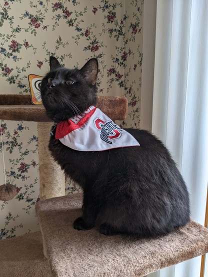 Photo of a small black cat on her cat tree with a Ohio State Buckeye's bandana. 