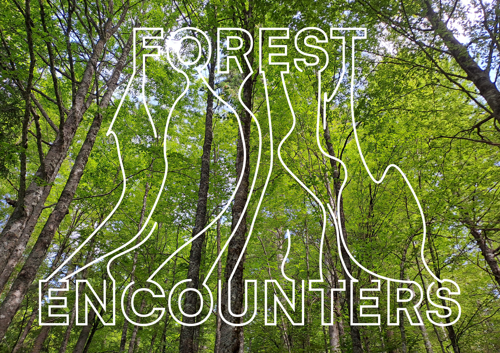Forest Encounters Forest Encounters Mastodon Social Mastodon