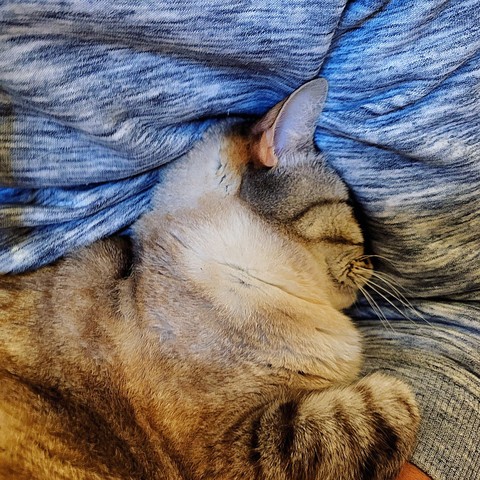 Cremeweißgraue Katze auf dem Arm einer Person in graumeliertem Pulli. Der Kopf und der Körper der Katze ist in den Arm der Person so eingegraben, dass der Katzenkörper im Halbrelief aus dem Pulli herausgeformt ist.