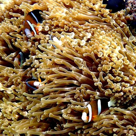 some clownfish in an anemone