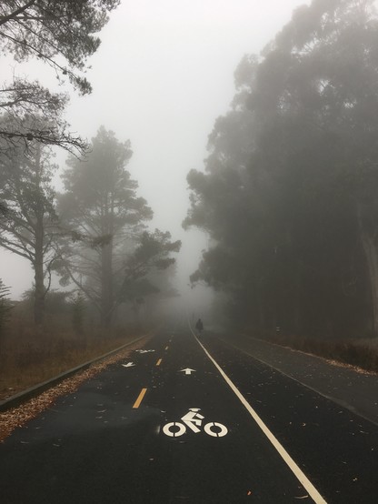 Fog surrounding the trees on the bicycle path