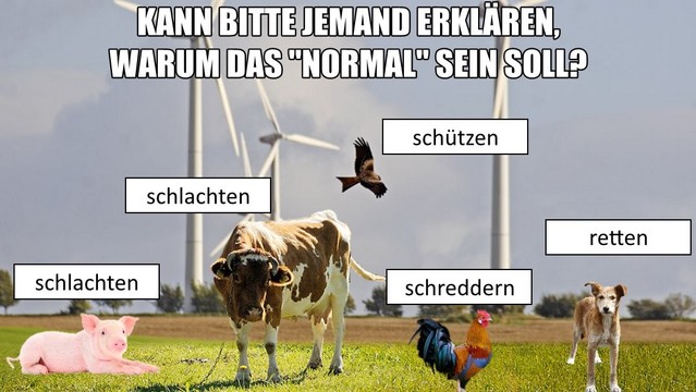 Kann bitte jemand erklären, warum das "normal" sein soll?
Schwein: schlachten.
Kuh: schlachten.
Hahn/Küken: schreddern.
Vogel: schützen (im Hintergrund steht eine Windenergieanlage).
Straßenhund: retten.