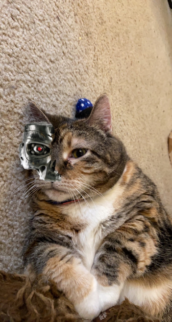 Eva the Queen Kitty is cybernetic purrfection