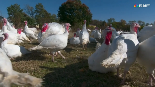 More shot of innocent turkeys just walking, not knowing in few hours, they are going to be processed and wrapped and sold in grocery stores across the region. 