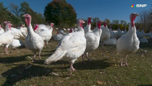 Turkeys just walking, not knowing in few hours, they are going to be processed and wrapped and sold in grocery stores across the region. 