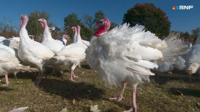 That’s a big male turkey. 

He too will be executed, and then processed and sold somewhere across the country for turkey dinner. 