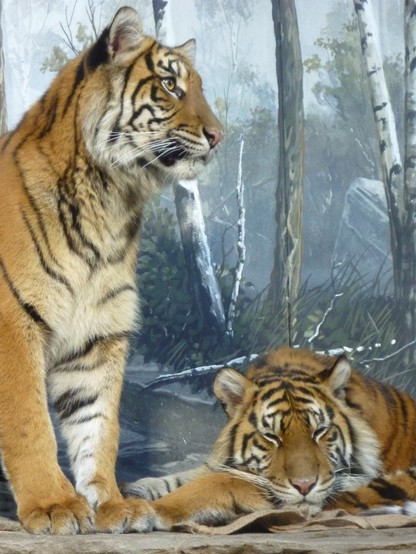 Twin tiger girls. One is attentively looking at the Persian leopard from across the hallway, while the other is snoozing.