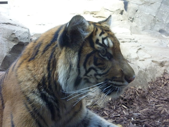 Tiger girl looking attentively at their Persian leopard neighbour.