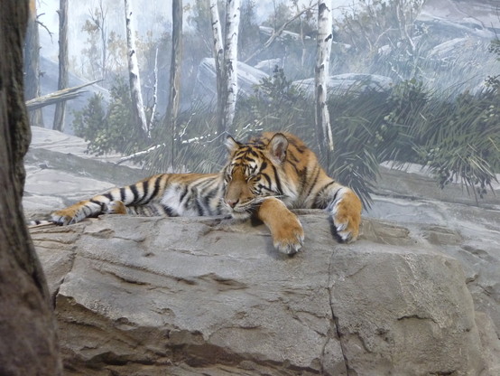 Tiger girl snoozing on the rocks.