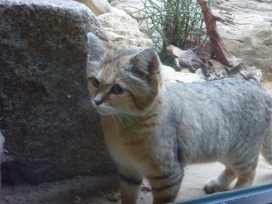 Sand cat watching a neighbour having lunch.