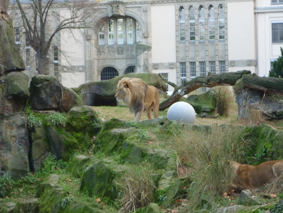 Lion out on the rocks, distracted by some visitors, while a lioness lies hidden in the grass.