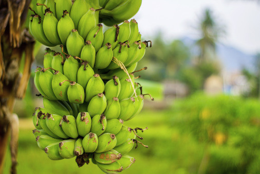 photo of a large bunch of bananas suspended from the tree in Indonesia. Blurred landscape with green vegetation and dark mountains in the background. 