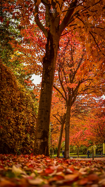 Ironwood trees full of red leaves, Alexandrowka (Russian Colony), Potsdam, 2 Nov 2023. Nikon D5600, Nikkor DX 35 mm ƒ1.8G, ISO 100, ƒ1.8, -0.7 ev, 1/800s