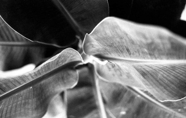 Feuille du bananier en noir et blanc.