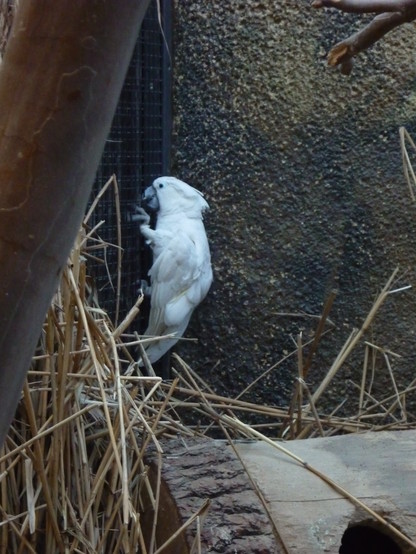 White cockatoo.