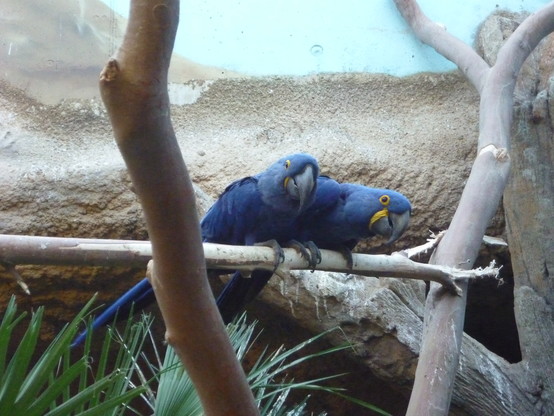 Hyacinth macaws looking at me from up on a branch.