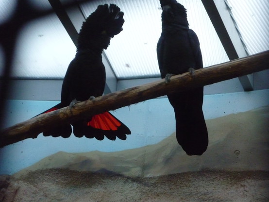 Red-tailed black cockatoos perched up on a branch. One of them is showing off the head and tail feathers for the camera.