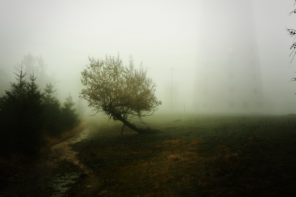 Speziell gewachsener Baum an einem Wanderweg mitten im Nebel