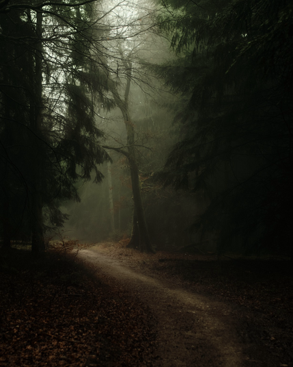 Wanderweg durch den Wald im Nebel