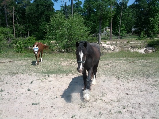 Colour photo taken on 2013-04-25 showing two horses, one named Admiral, the dark brown-coloured one (of the Gypsy Vanner breed) that also has white on the front of it's long face, and white in and around the hoofs. There is a second tan-coloured horse to the rear and left of Admiral that has a mask over it's eyes. Both horses were approaching me, slowly, at the moment this photo was taken. The ground is sandy directly in front of me, transitioning to a patchy grass, then taller grass with trees as you approach a creek which runs behind the property. On the other side, is a fence with mature trees, along with residences. The foliage is full spring (for southeast Texas) at this point and the small portion of sky that can be seen is clear.