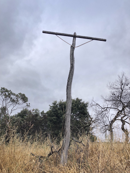 Standing wooden telegraph pole amidst trees