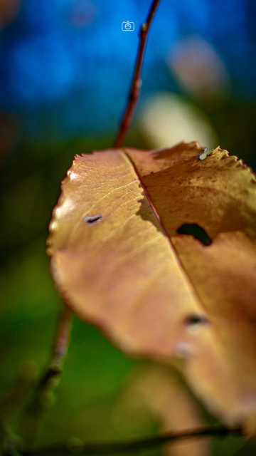 A final leaf of fall, Potsdam, 22 Nov 2023. Nikon D5600, Nikkor DX 35 mm ƒ1.8G, ISO 100, ƒ2.2, -0.3 ev, 1/3200s