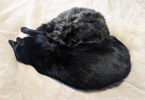 Two black cats on my bed, very much asleep #mood