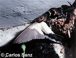 Golondrina común (Hirundo rustica). Foto de Carlos Sanz.