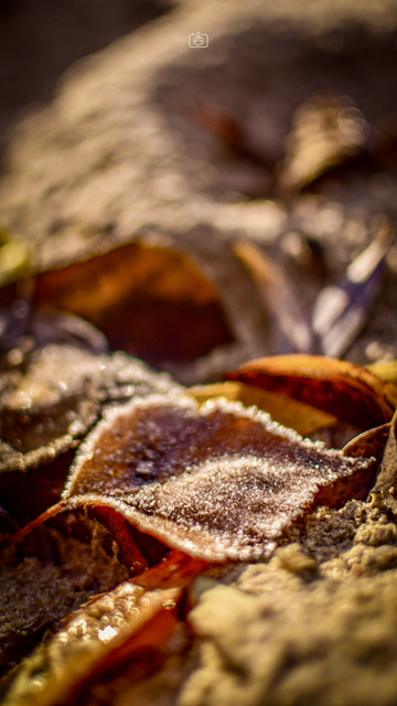 A faded frostbitten leaf on the sand, Potsdam, 22 Nov 2023. Nikon D5600, Nikkor DX 35 mm ƒ1.8G, ISO 100, ƒ2.2, -0.3 ev, 1/4000s