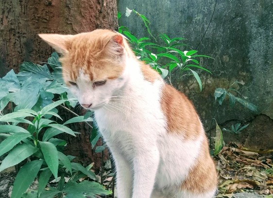 Feral cat sitting near a tree