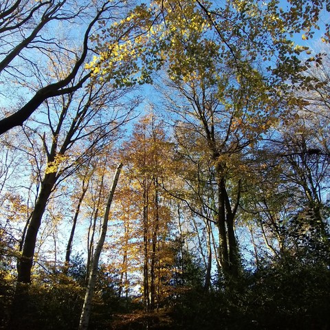 Beech trees stretching up to a clear blue winter sky.