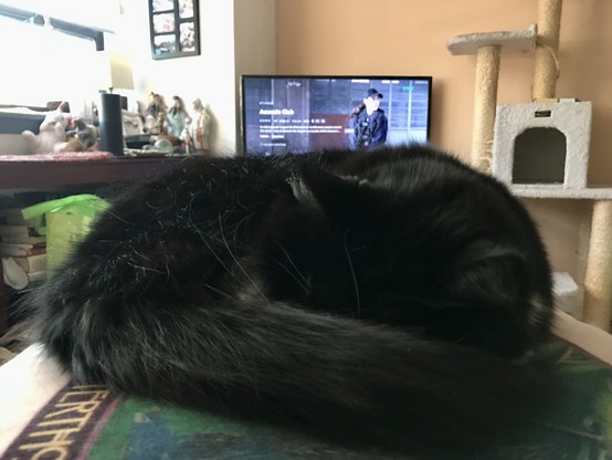 Fluffy tuxedo cat curled up asleep in a circle on a cushion so that no white fur is showing 