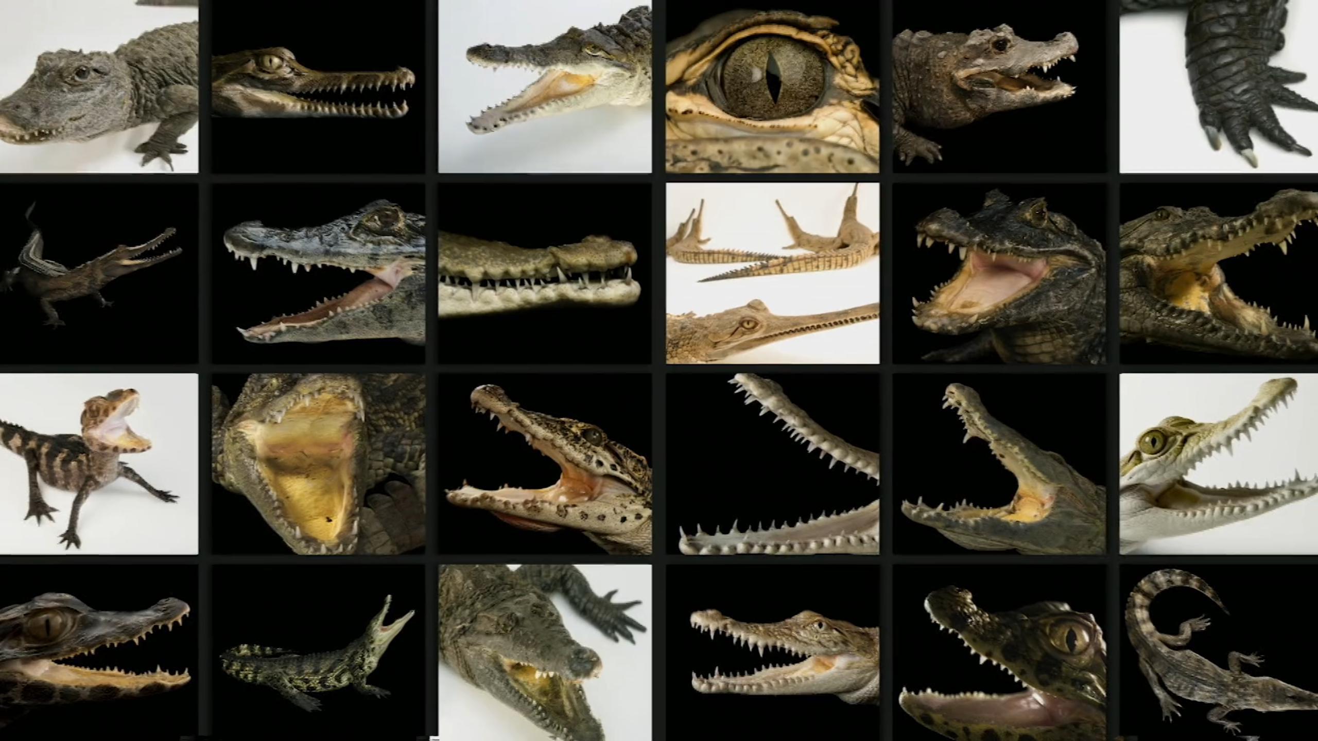 [\#Crocodilians](https://mastodon.social/tags/Crocodilians)