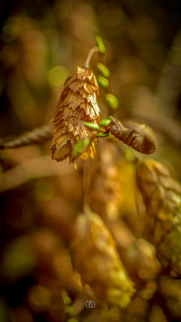 Seed tassels from a birch tree, Potsdam, 22 Nov 2023. Nikon D5600, Nikkor DX 35 mm ƒ1.8G, ISO 100, ƒ1.8, -0.3 ev, 1/400s